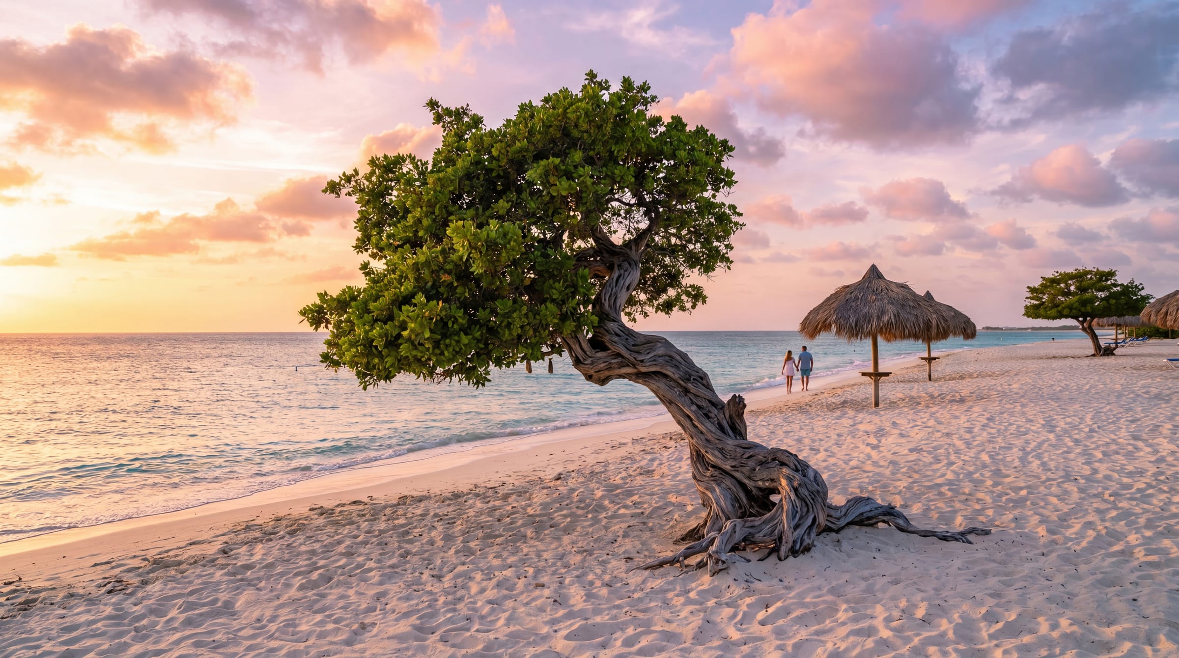 Divi-divi tree on Eagle Beach at sunset, Aruba